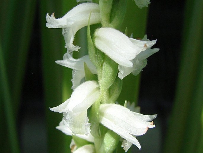 Spiranthes odorata