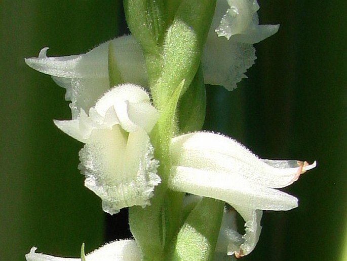 Spiranthes odorata