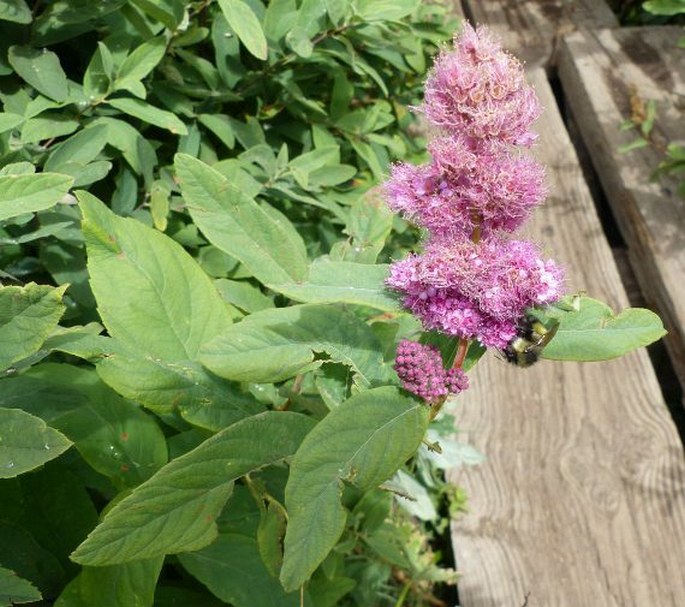 Spiraea douglasii