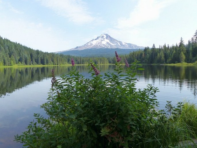 Spiraea douglasii