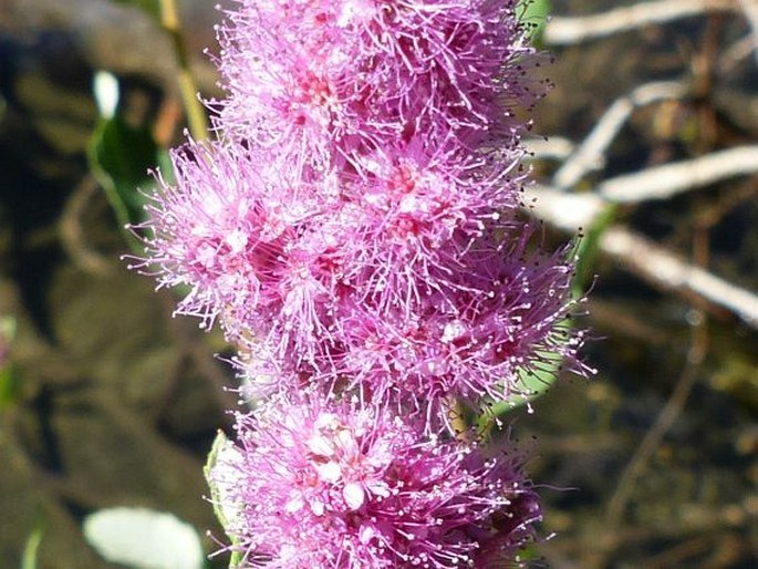 Spiraea douglasii