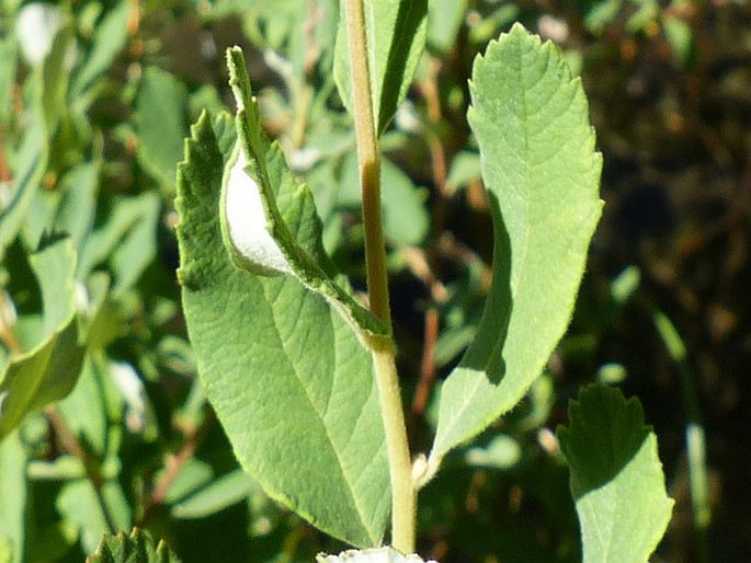 Spiraea douglasii