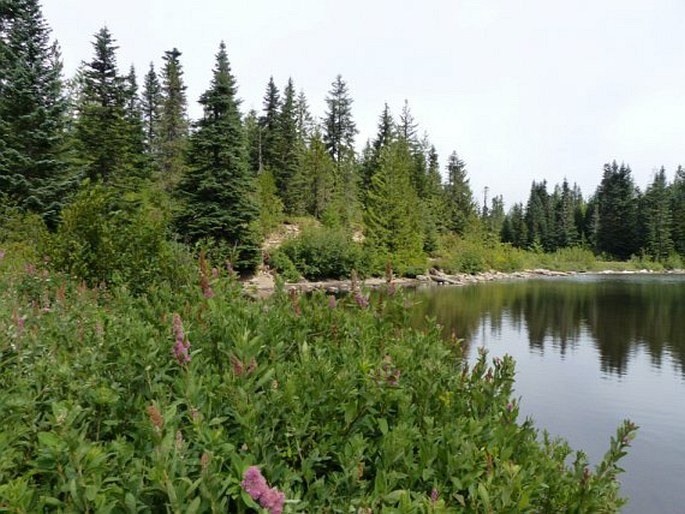 Spiraea douglasii