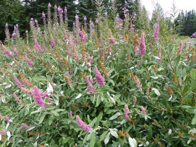 Spiraea douglasii