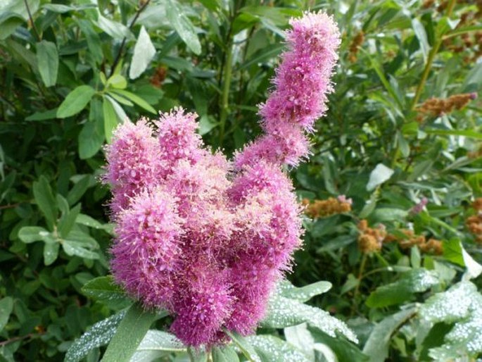 Spiraea douglasii