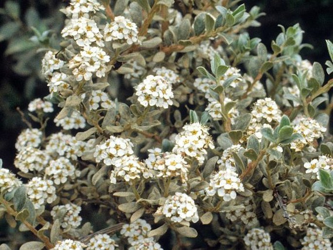 Spiraea lanatissima