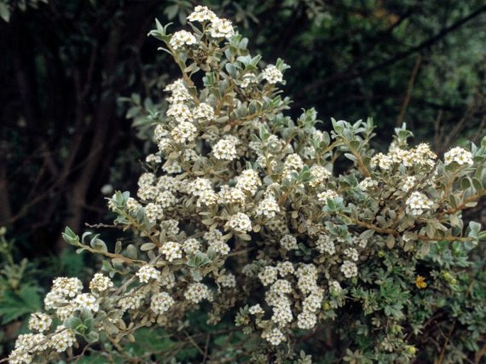 Spiraea lanatissima