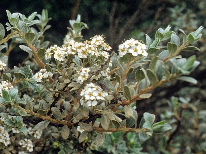 Spiraea lanatissima