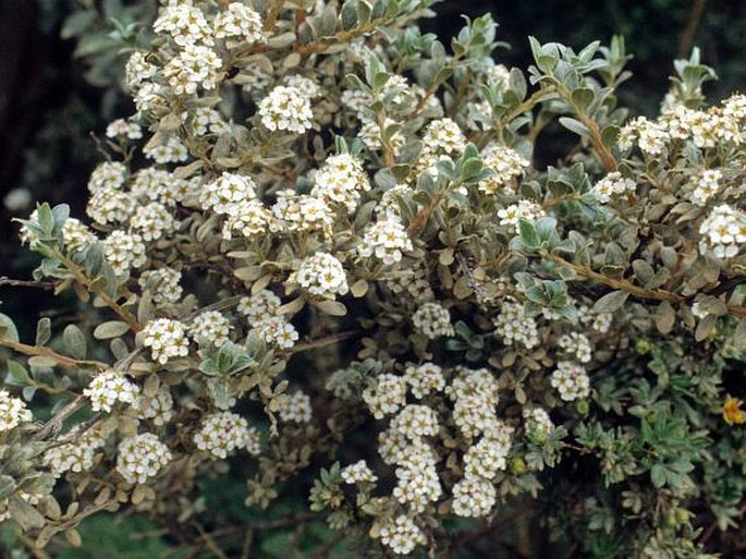 Spiraea lanatissima