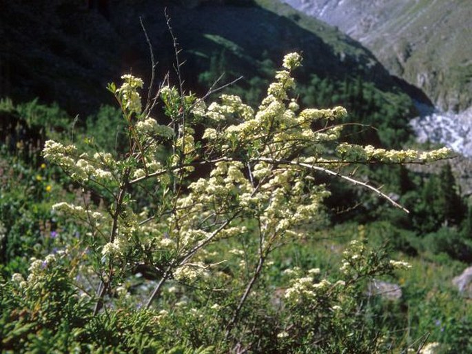 SPIRAEA LASIOCARPA Kar. et Kir. - tavolník chlupatoplodý / tavoľník