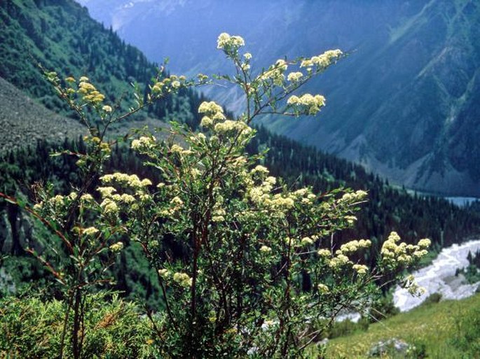 Spiraea lasiocarpa