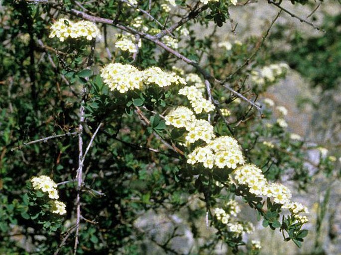 Spiraea lasiocarpa