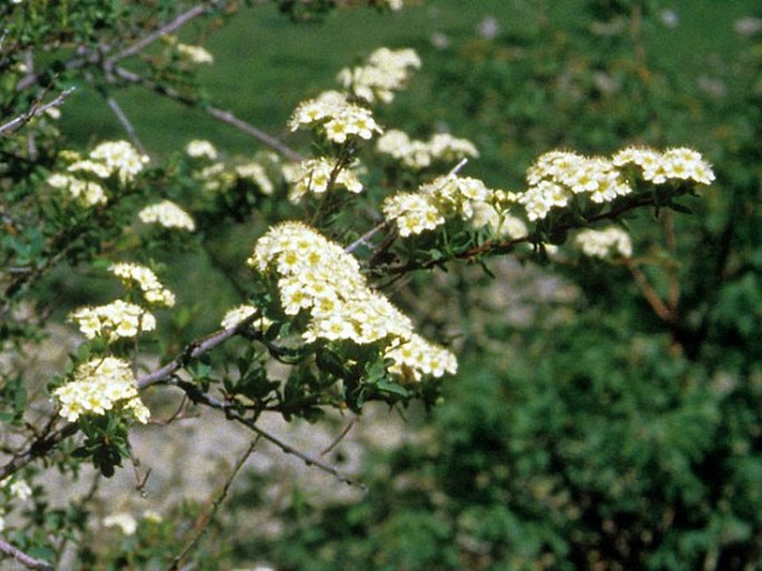 Spiraea lasiocarpa