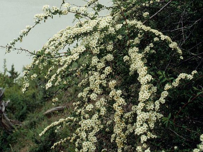 Spiraea lasiocarpa