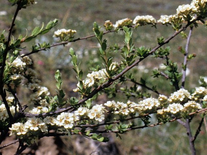 Spiraea lasiocarpa