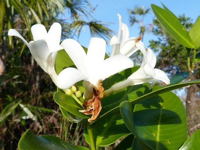 Spongiosperma cataractarum