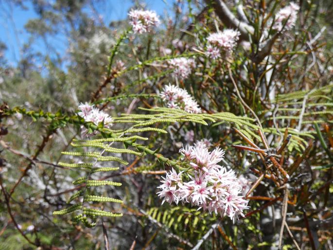 Sprengelia incarnata