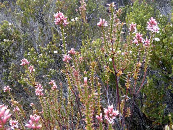 Sprengelia montana