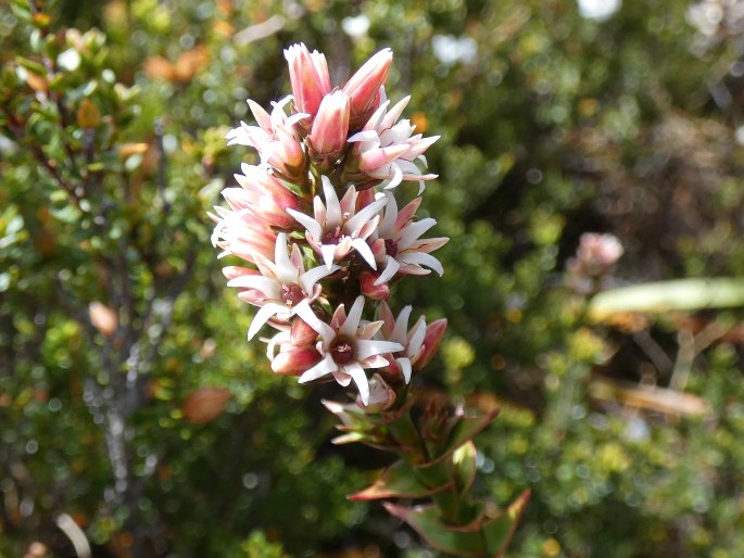 Sprengelia montana