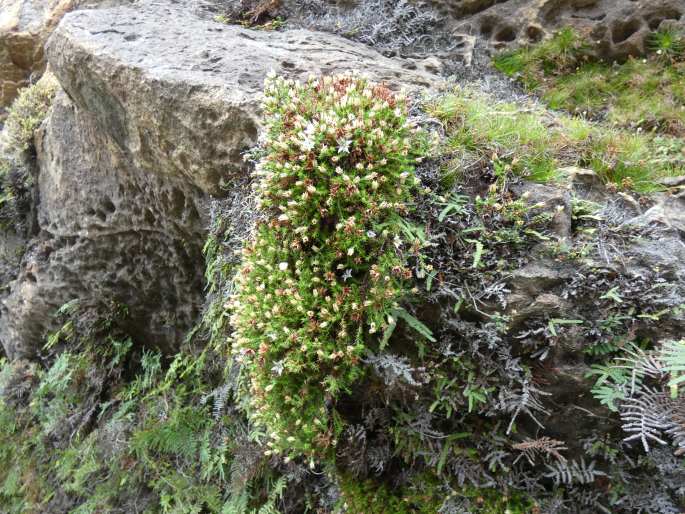 Sprengelia monticola