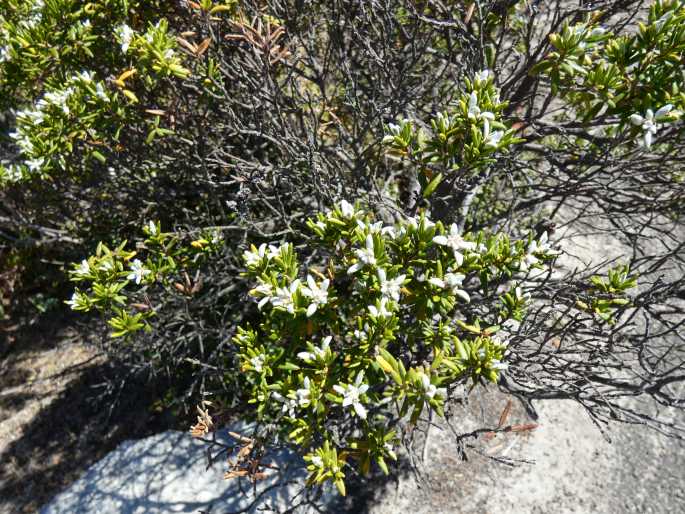 Spyridium phylicoides