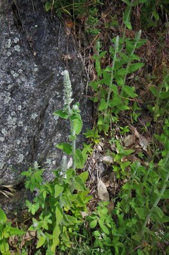 Stachys albens