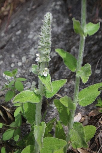 Stachys albens