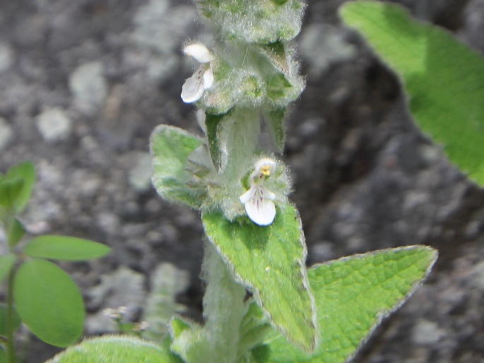 Stachys albens