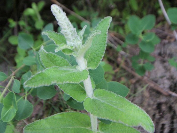 Stachys albens