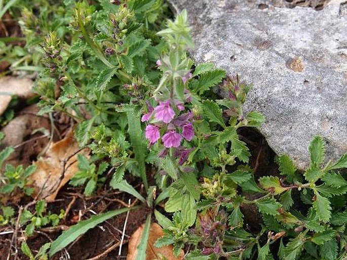 Sideritis romana subsp. purpurea