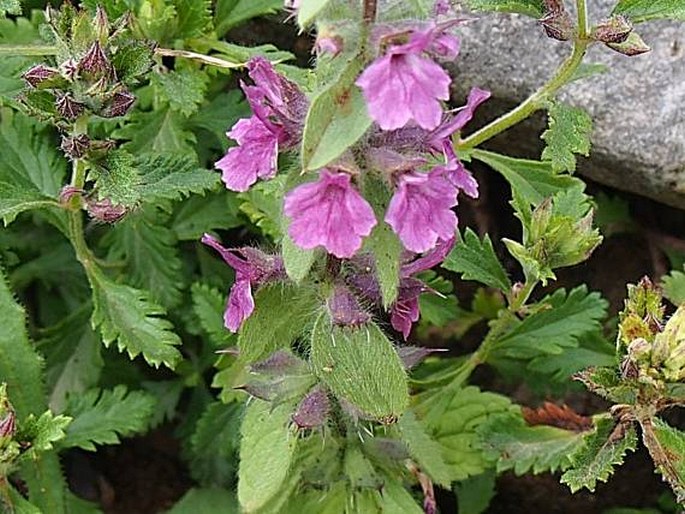 Sideritis romana subsp. purpurea