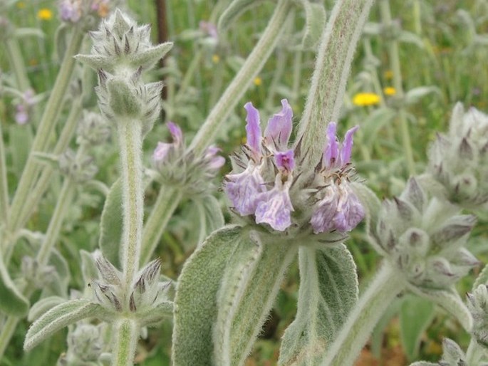 Stachys cretica