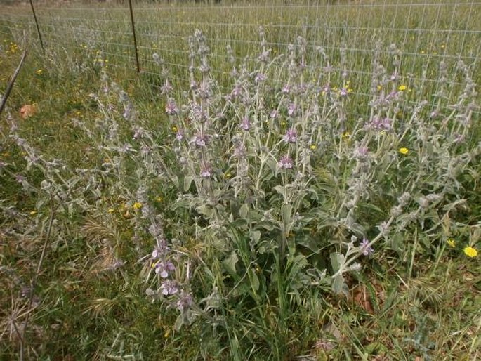 Stachys cretica