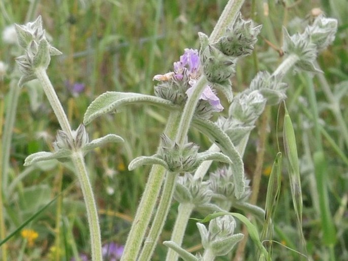 Stachys cretica