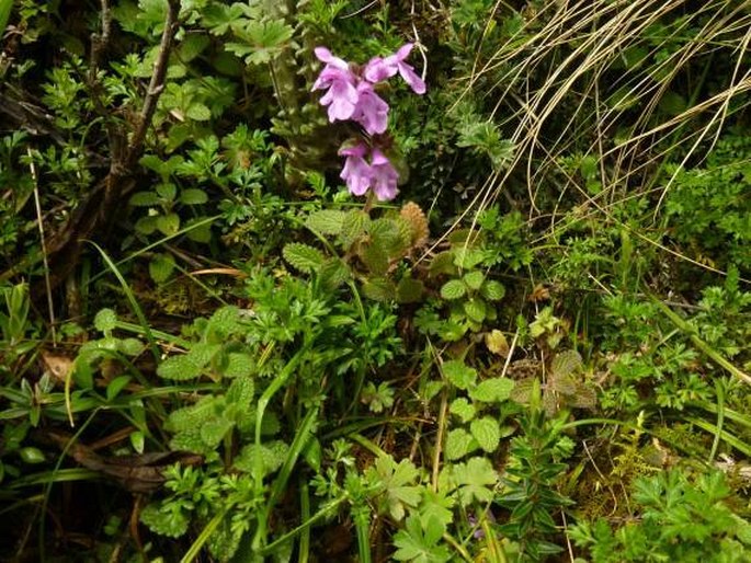 Stachys elliptica