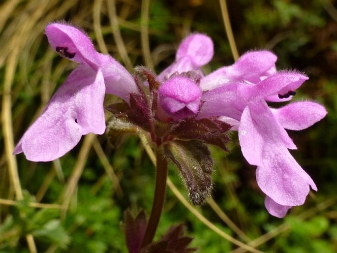 Stachys elliptica