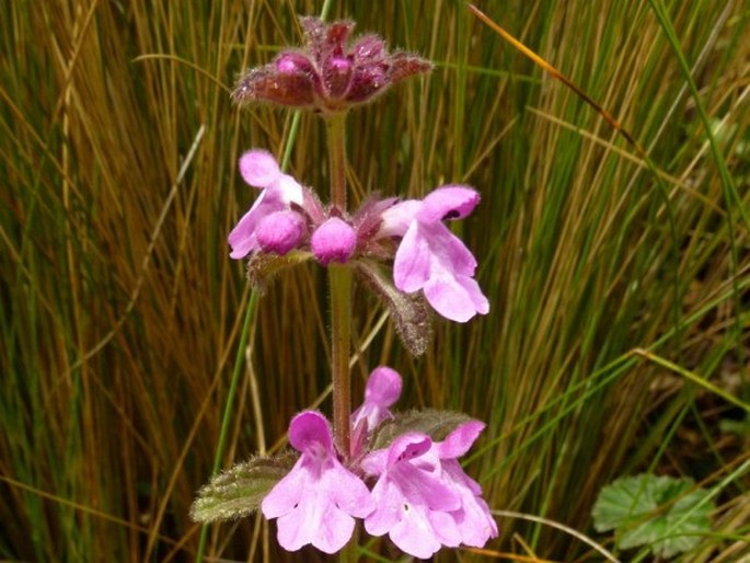 Stachys elliptica