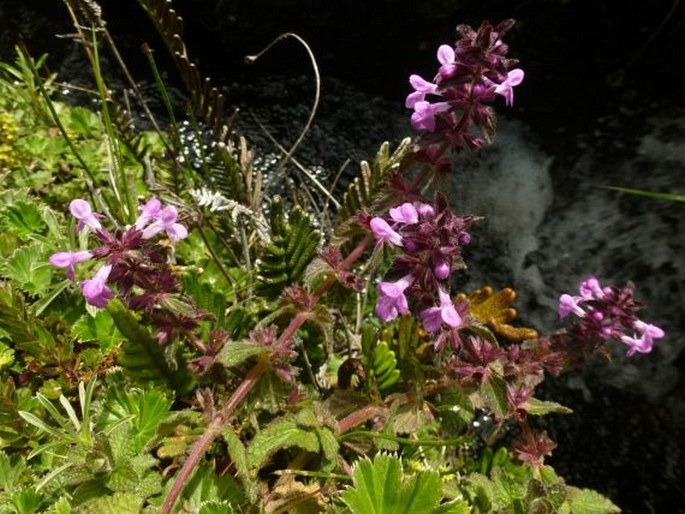 Stachys elliptica