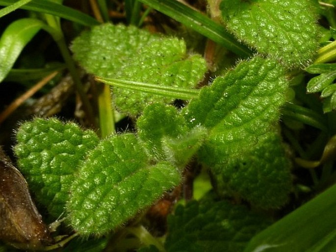 Stachys elliptica