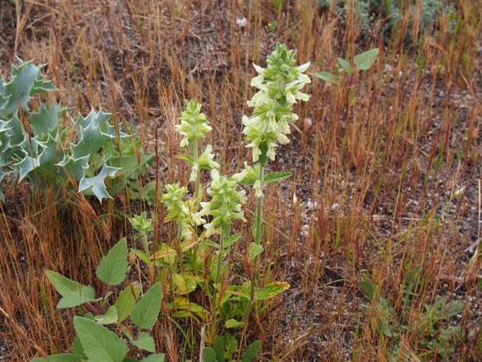 Stachys maritima