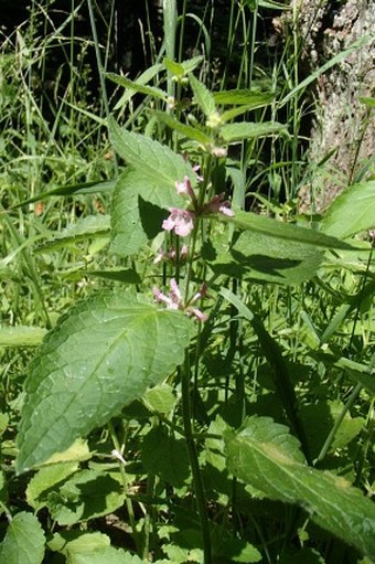 Stachys mexicana