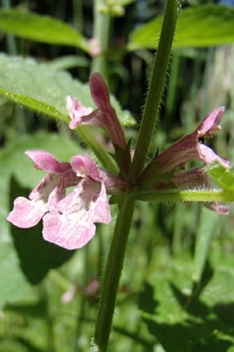 Stachys mexicana