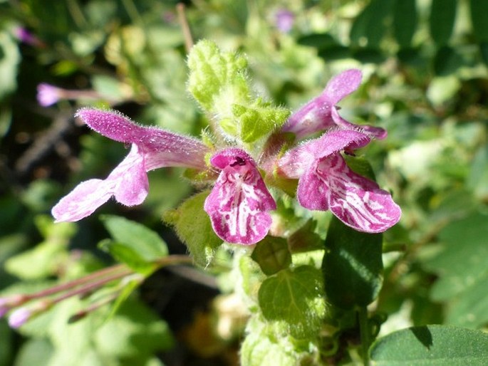 Stachys mexicana