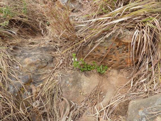 Stachys natalensis