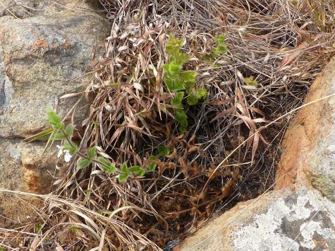 Stachys natalensis