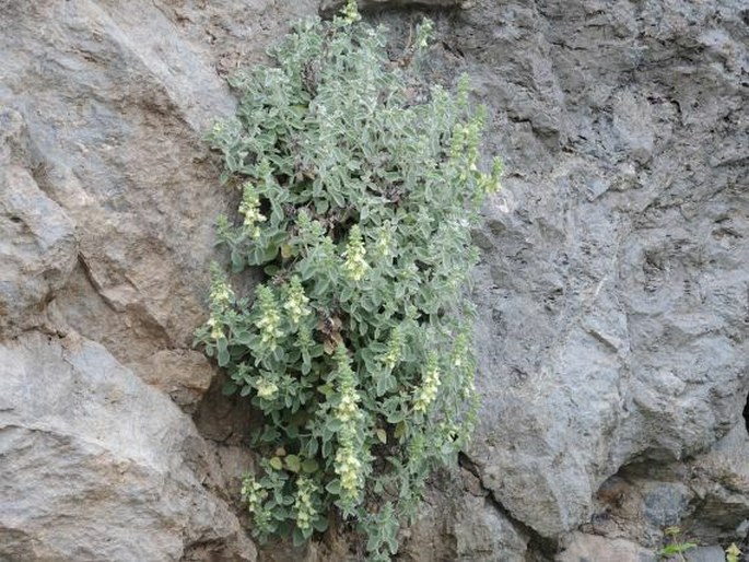 Stachys chrysantha