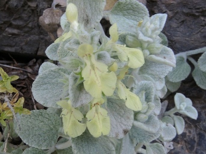 Stachys chrysantha