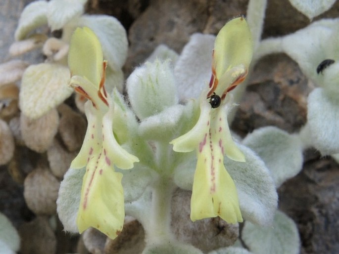 Stachys chrysantha