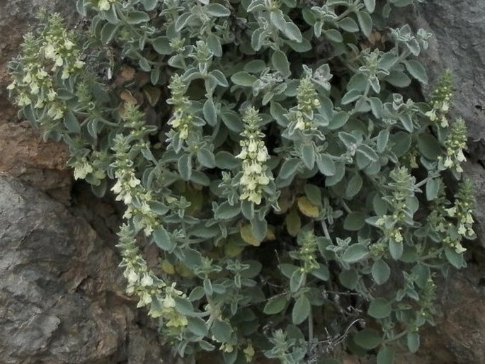 Stachys chrysantha