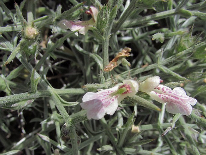 Stachys spinosa